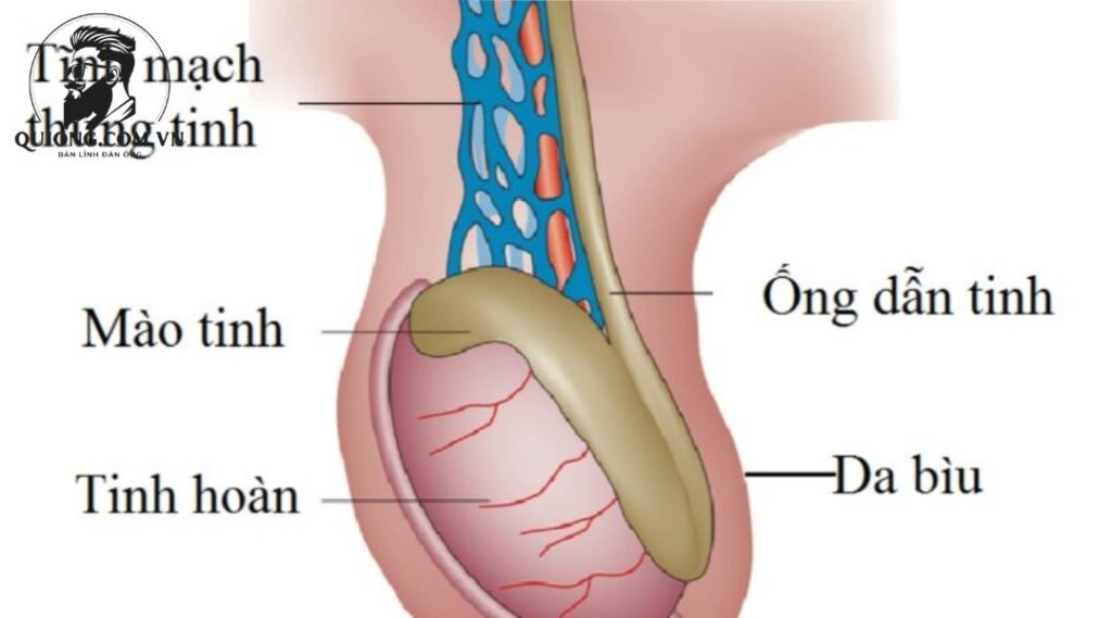 Tinh hoàn là gì? Chức năng của nó và một số bệnh lý phổ biến