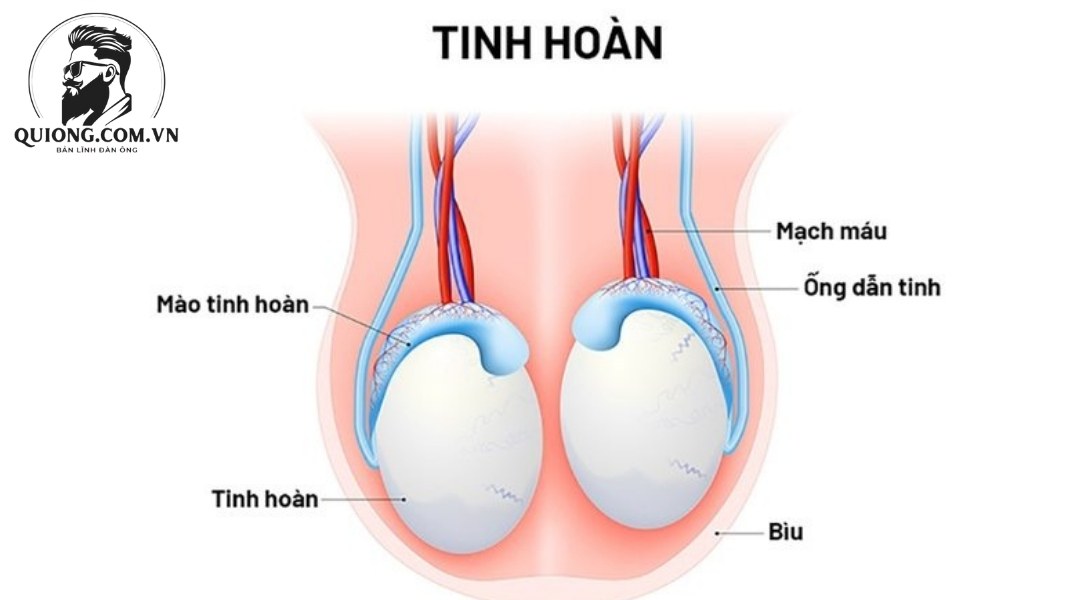 Tinh hoàn là gì? 